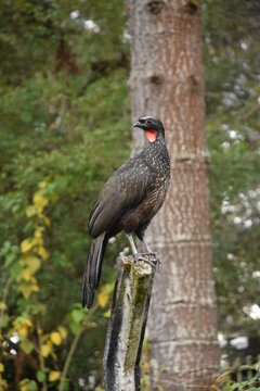 A large bird known as Jacuaçu in an Atlantic Forest remnant, in Curitiba, Paraná, Brazil.