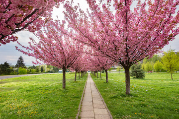 Aleja drzew z różowymi kwiatami. Kwitnące wiśnie, Polska

