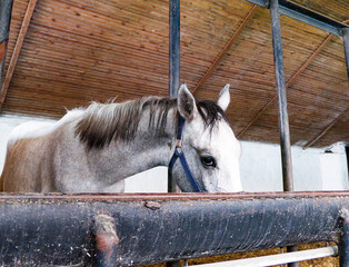 portrait of eating  horse in stable