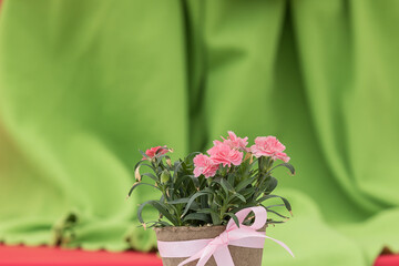 Flowering carnation flowers in a pot against a green fabric background, copyspace