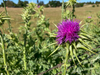 Purple Thistle Flower Blooming in California Countryside