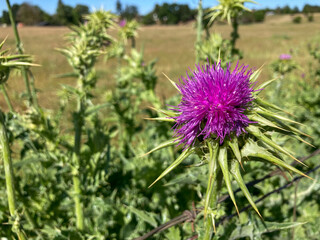 Purple Thistle Flower Blooming in California Countryside