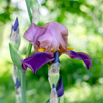 Beautiful violet iris flower on blurred spring nature background.