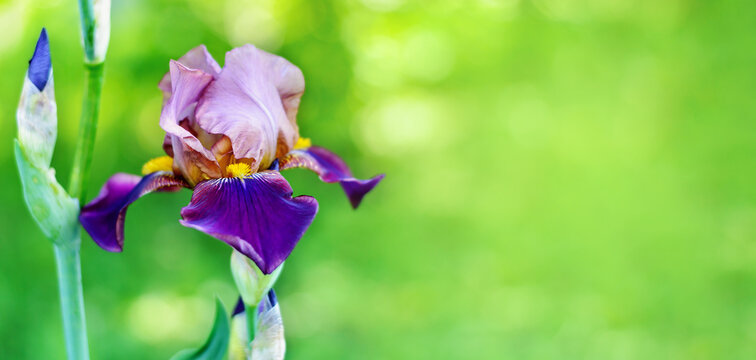 Beautiful purple iris flower close-up on a green blurred nature background with copy space.