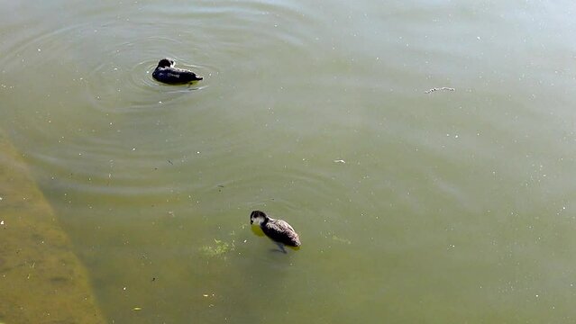 Coot diving for food in the Aasee, Munster, Germany.