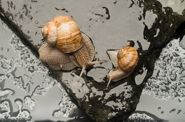 two beautiful snails close up on wet stones
