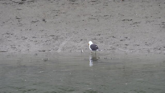 Hungry Gull is Trying to Eat a Huge Eel by The Shore of an Estuary River