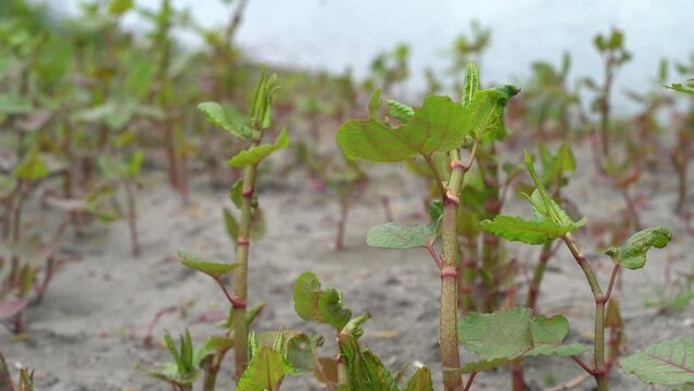 Invasive Reynoutria japonica Plant In Europe by the River Shore Growing in Polluted Soil
