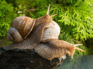 a small snail climbed onto the back of a large snail. two snails close-up on wet stones