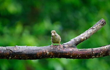Greenfinches perched on a branch at a woodland site