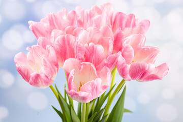 Pink tulips on a blue background. Bouquet of spring flowers. Greeting card for Valentine's day, mother's day, international women's day.