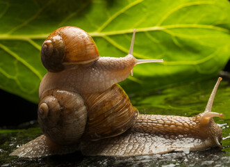 a small snail climbed onto the back of a large snail. two snails close-up on wet stones