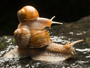 a small snail climbed onto the back of a large snail. two snails close-up on wet stones