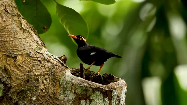 Sri Lanka hill myna endemic bird