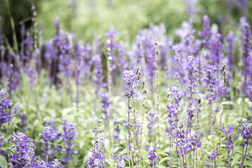 Obraz premium Field of Blue salvia flowers.(selective focus)