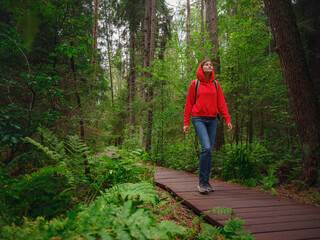 journey in summer Russia, Komarovo village, ecological trail Komarovsky coast. Woman relaxing in park trail hike. Route walkways laid in the forest, in Kurortny District of St. Petersburg