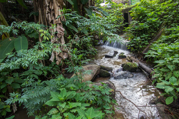 Fototapeta premium Fresh and cool streams running through Ban Mae Kampong,a peaceful Village in Mae On sub-district,Chiang Mai,northern Thailand.