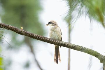 white backed shrike