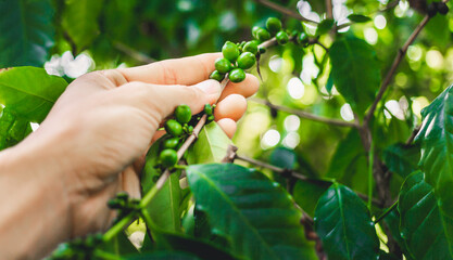 Close-up raw green arabica coffee berries with agriculturist hands.coffee plant and coffee leaves