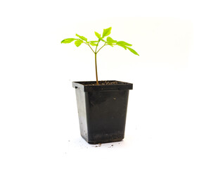 Moringa or drumstick tree seedling growing in black nursery pot isolated on white background