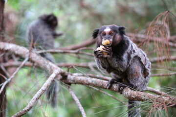Small black-tufted marmoset looking for food in remnants of Atlantic forest, in Curitiba, Paraná, Brazil.