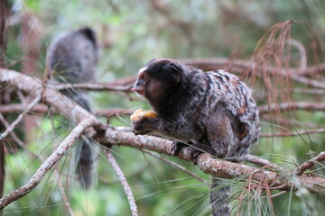 Small black-tufted marmoset looking for food in remnants of Atlantic forest, in Curitiba, Paraná, Brazil.