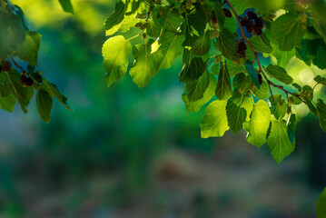 Organic Mulberry fruit tree and green leaves. Black ripe and red unripe mulberries on the branch of tree. Red purple mulberries on tree.fresh mulberry provides fiber and nutrients highly beneficial.