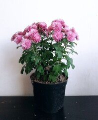 pink chrysant in a pot