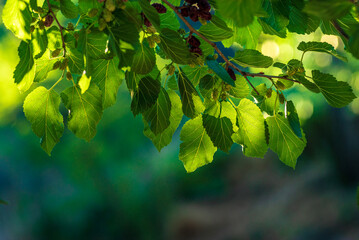 Organic Mulberry fruit tree and green leaves. Black ripe and red unripe mulberries on the branch of...