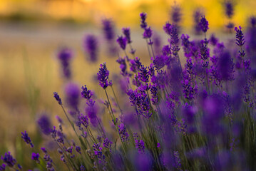 Lavender bushes closeup on sunset. gleam, Lavender flowers at sunlight in a soft focus, pastel colors and blur background. Violet lavander field, copy space