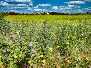 Landscape with wild flowers in the countryside of Castagneto Carducci Tuscany Italy