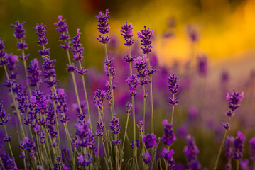 Lavender bushes closeup on sunset. gleam, Lavender flowers at sunlight in a soft focus, pastel colors and blur background. Violet lavander field, copy space