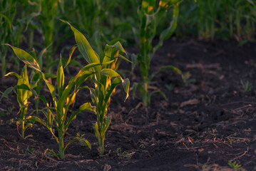 Young green corn growing on the field at sunset. Young Corn Plants. Corn grown in farmland, cornfield. Stalks, Moldova