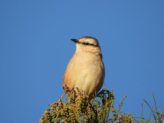 Ave mirando el atardecer 