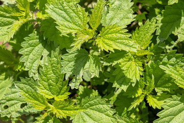 Nettle bushes in early spring, greenery of common nettle.