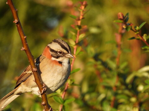 Ave libre en la naturaleza 