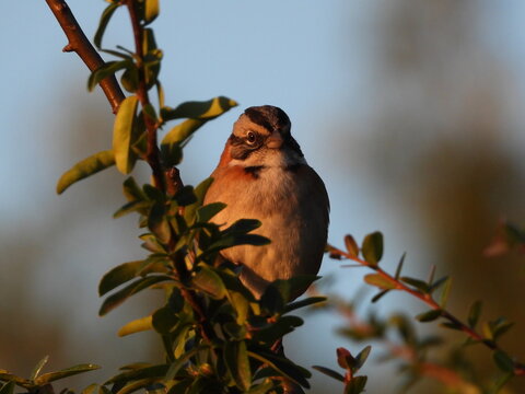 Ave gorri&oacute;n mirando el atardecer 