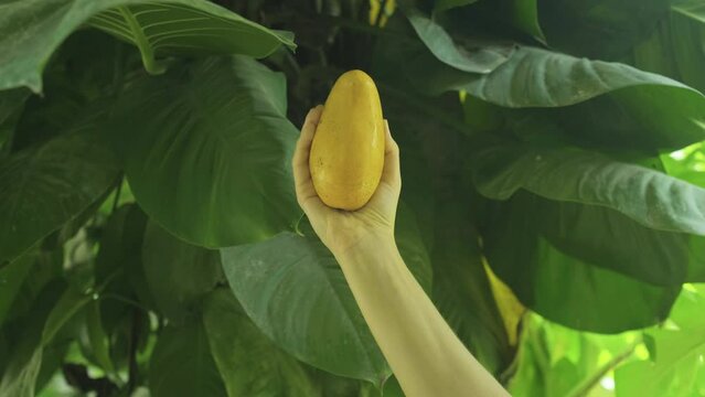 Shot of man's hand rotating ripe yellow mango with green tree leaves in the background. Ripe Yellow fruit.