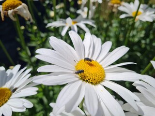Obraz premium Flowering of daisies. Oxeye daisy, Leucanthemum vulgare, Daisies, Dox-eye, Common daisy, Dog daisy, Moon daisy. Gardening concept