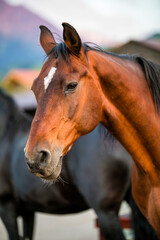 Obraz premium portrait of a horse