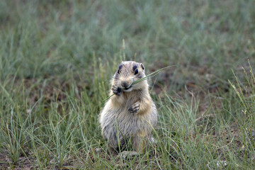 A young White-tailed Prairie Dog eats grass on the sagebrush prairie at Arapaho National Wildlife Refuge in Colorado