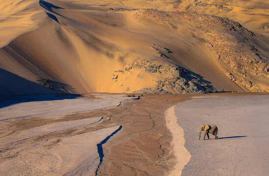 elephant in the sand dunes