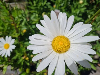 Obraz premium Flowering of daisies. Oxeye daisy, Leucanthemum vulgare, Daisies, Dox-eye, Common daisy, Dog daisy, Moon daisy. Gardening concept