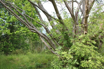 Cloudy sky with beautiful natural forest landscape panorama Germany.