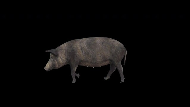 4K Pig Walk animation.3840&times;2160.6 Second Long.Transparent Alpha Loop
