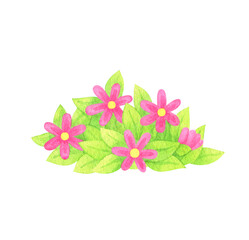 A bed of pink chamomile flowers. Watercolor clipart, hand drawn illustration of a bush with buds and leaves