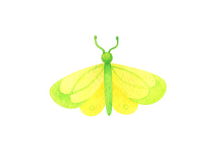 Yellow butterfly. Watercolor illustration of a moth. A bright insect with a light green pattern. Clipart hand painted bright butterfly