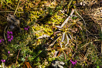 moss on the ground