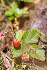 Wild strawberry on a meadow