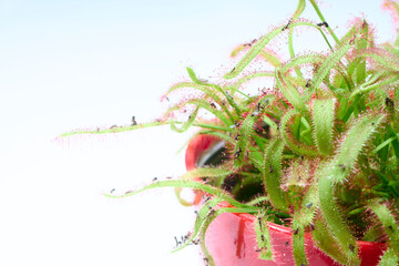 モウセンゴケの美しいクローズアップ